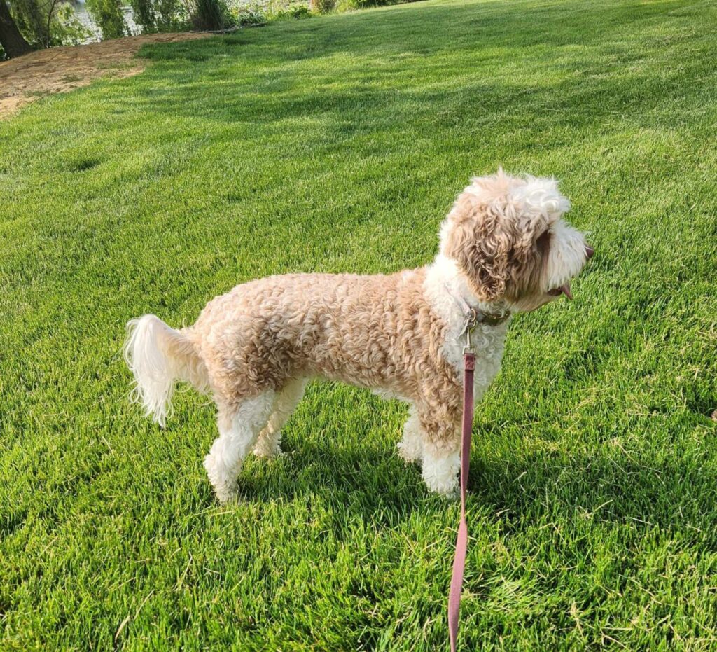 labradoodle breeder in Michigan