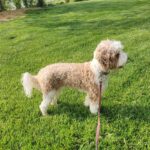 labradoodle breeder in Michigan